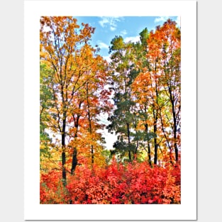 Fall Colors Posters and Art